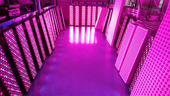 Buy High Power 1000W Full Body Red Light Therapy Panel with 50Hz-60Hz Frequency Range and 60° Beam Angle online manufacture