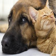 600W Home Ues Near Infrared LED Light Therapy Device Aluminum Alloy 4